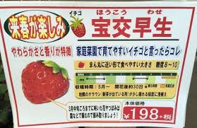 プランターイチゴの育て方 初心者栽培でも甘い美味しいコツ 家庭菜園インフォパーク 2021 いちご 栽培 いちご プランター プランター