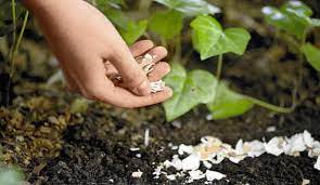 Learn how to save your own eggshells to combat the problem and grow beautiful tomatoes and peppers! 8 Excellent Ideas For Using Eggshells In The Garden