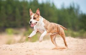 Courageous and strong, the american staffordshire terrier (am staff)'s athletic build and intelligence make him ideally suited to many dog sports such as obedience, agility, tracking and conformation. American Staffordshire Terrier Agila