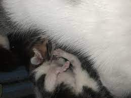 Extremely Rare Male Calico Kitten Born In West Palm Beach Wpde