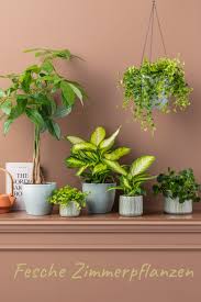 Trendpflanzen Fur Dein Grunes Zuhause Gluckskastanie Gluckstaler Ampel Diefenbachie Zwergpfeffer In 2020 Pflanzen Gluckskastanie Badezimmerpflanzen