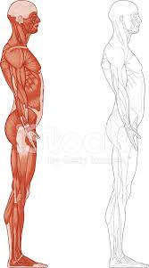 The glutes and the muscles on the arms are also typically pronounced. Human Body Muscles Stock Vector Freeimages Com