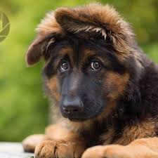 Our puppies are updated in all shotthey are affordable. German Shepherd Puppies Home Facebook