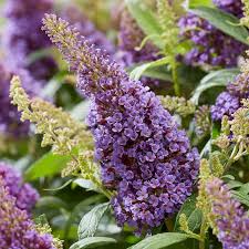 Image result for buddleia davidii
