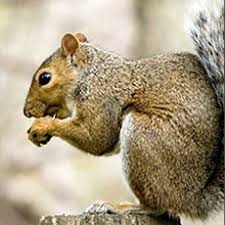 Последние твиты от adios pest control (@adiospest). Best Exterminator Pest Control In San Diego Adios Pest Control