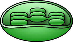 Generate energy for the cell. How Many Chloroplasts Are In A Cell Quora