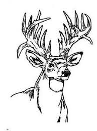 Aug 12 2015 animal coloring pages realistic printable coloring pages and. Deer Coloring Page Deer Coloring Pages Horse Coloring Pages Deer Painting