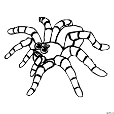 Check spelling or type a new query. Spider Cartoon Drawing In 4 Steps With Photoshop