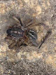 Image result for wolf spider bite skin