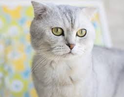 Scottish Fold Kedisi Hakkinda Juen Pet Market Blog