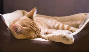 Each cat has their own certain preferred sleeping position. Discover If Your Cat Is Hiding Its Pain Or Discomfort Hill S Pet