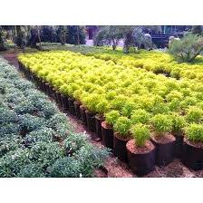 Check spelling or type a new query. Pohon Brokoli Kuning Jual Macam Macam Tanaman Hias Shopee Indonesia