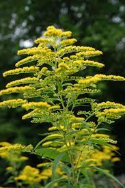 Goldenrod Nebraska State Flower Travel Nebraska Omaha Nebraska Nebraska