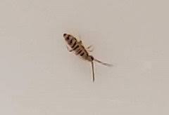 For example, if you want to id a butterfly from brazil, this would be a great guide. Tiny Bugs In Kitchen