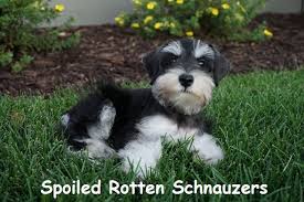 Black And Silver Miniature Schnauzer Phantom Black And Silver Teacup Toy Mini Schnauzer Photo Taken By Spoiled Rotten Schnauzers Teacup Schnauzer Puppy Schnauzer Miniature Schnauzer Puppies