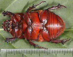 What is the lifespan of a rhino beetle? European Rhinoceros Beetle Wikipedia