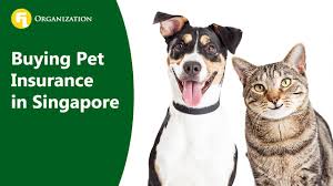 Your dog or cat won't be dropped from coverage. Buying Pet Insurance In Singapore Fla Organization