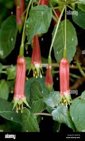 Image result for Fuchsia splendens