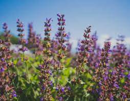 Here's a list of popular flowering shrub options for your consideration. 5 Plants You Ll See Everywhere In Albuquerque