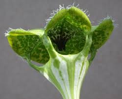 Image result for Ceropegia simplex