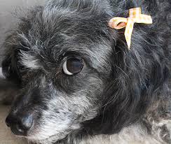 Although the little bows with tulle look cute, they do not agree with lady's maltese her hair is different from many other dogs and tends to tangle around and into the tulle. Diy Dog Hair Bows The Southern Thing