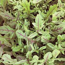 Rocket Wild Dragon Tongue Rocket Leaf Salad Seeds