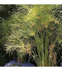 Image result for Cyperus amauropus