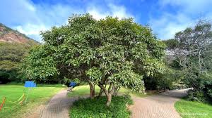 Image result for Heterotis canescens