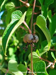 Image result for Polystachya virginea