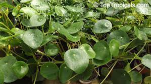 We did not find results for: Pilea Peperomioides Chinese Money Plant Missionary Plant Lefse Plant Pancake Plant Ufo Plant Toptropicals Com