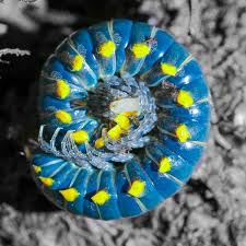 Black And Yellow Millipede Nature And More Weird Insects Millipede Bugs And Insects