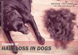 Mites can cause hair loss in patches. Home Remedies For Dog Itching And Losing Hair The Proven Result