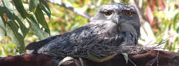 However, they can be seen all around the world in zoos, wildlife shelters, and bird sanctuaries. Tawny Frogmouth Backyard Buddies