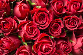 Download and use 80,000+ flowers stock photos for free. Valentine S Day Red Roses Close Up Free Stock Photo Picjumbo