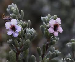 Image result for Periglossum mackenii