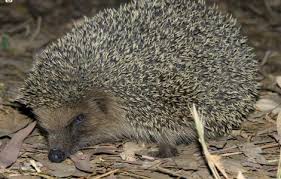Questo approccio può permettere di salvare la vita a tali piccole creature. Riccio Sardegnaforeste