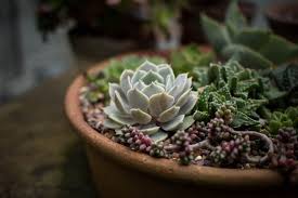 Cacti (family cactaceae) can make excellent houseplants — resilient and hardy. Growing Succulents Indoors Primrose Blog