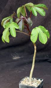 Image result for Jatropha gossypiifolia