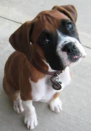 Get Affordable Pet Supplies From Our Online Pet Shop Store Boxer Puppies Dogs And Kids Best Dog Breeds