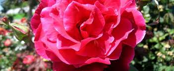 Hand breaded with panko bread crumbs. Hybrid Tea Rose Rosa Mister Lincoln