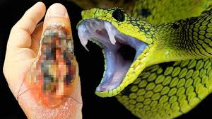 Câteva specii de șerpi sunt veninoase și toți șerpii sunt carnivori. Thá»'ng Ke Video Youtube Cho Top Cei Mai PericuloÈ™i È™erpi Din Lume Noxinfluencer