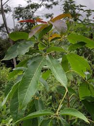 Image result for Casimiroa