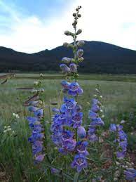 When the state flower, the colorado columbine, appears in the lower elevations and as the blooms work their way up into the rocky crags of the mountains, i know soon the meadows will be exploding in colors. Rocky Mountain National Park Wildflowers Marking The Miles