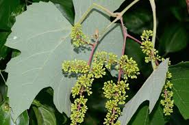 Image result for Vitaceae