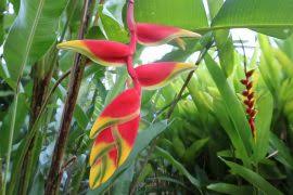 Image result for Stathmostelma