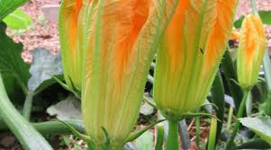 Anniversary flowers and gifts congratulations! Courgettes Squash Male Flowers Come First
