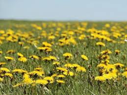 Yellow flowers names and meanings. 43 Types Of Yellow Flowers With Names Meaning And Pictures Florgeous