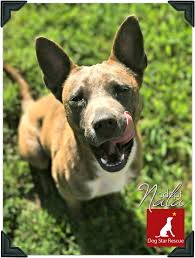 The charity was set up with the sole purpose of rescuing as many dogs as we possibly can from the devastating situations, through no fault of their own, that they find themselves in. Cutest Mixed Breed Dogs You Can Adopt National Mutt Day