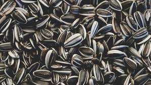 Laziness and neglect are defining factors in the phrase gone to seed. one might say it's a shame ol' betty's okra patch gone to seed while she was in the booby hatch after the horrible attack by that sasquatch, but usually when a field. Calories In Sunflower Seeds Are They Healthy
