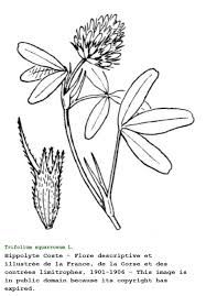 Image result for Trifolium squarrosum